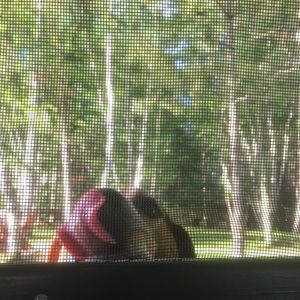 Meet your Posher, Bella